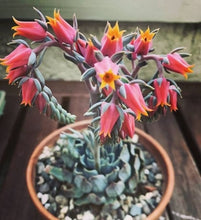 Load image into Gallery viewer, Lithops 500
