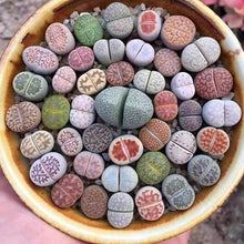 Load image into Gallery viewer, Lithops 500
