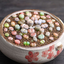 Load image into Gallery viewer, Lithops 500
