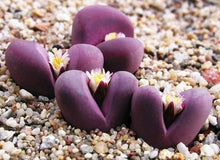 Load image into Gallery viewer, Lithops 500
