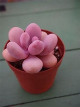 Load image into Gallery viewer, Lithops 500
