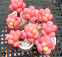 Load image into Gallery viewer, Lithops 500
