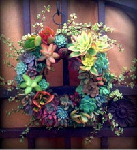 Load image into Gallery viewer, Lithops 500
